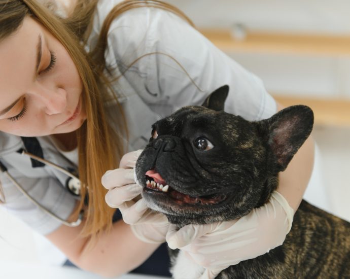 Veterinarian